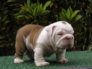 smiling English bulldog puppies for nice home