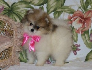 fine Pomeranian puppies for new home