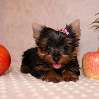 Beautiful AKC Male and Female Yorkie puppies