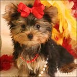 cute teacup yorkie puppies