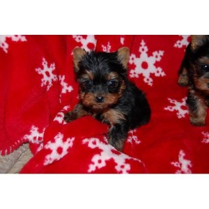 I have Male And Female yorkies puppies for adoption