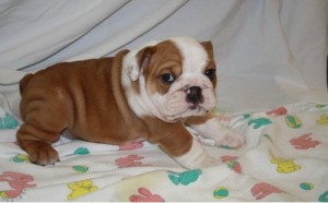 top quality english bull dog puppies for free adoption now