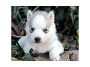 Sweet Siberian Husky Puppies For Sale