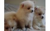 Pomeranian Puppies For New Homes