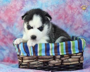 Enchanting  Siberian Husky Puppies For Sale