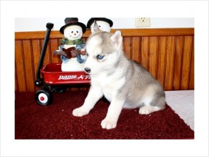 House Siberian Husky Puppies For Sale