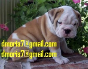 CUTE AND LOVELY ENGLISH BULLDOG PUPPIES FOR GOOD HOMES