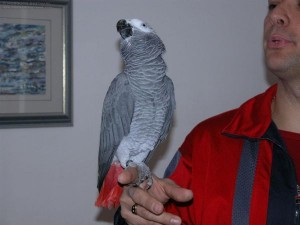 Free Congo African grey parrot