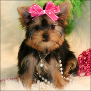 Friendly Yorkshire Terrier Puppy