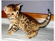 !!!Wow RARE BREED Males And Females Savannah KITTENS Available For Adoption,TO A Well Coming Home Only Wow!!!