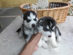 Enchanting  Siberian Husky Puppies For Sale