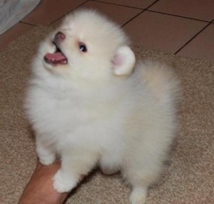 Exceptional Pomeranian Puppies For Sale