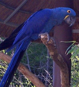 Well Tamed Hyacinth Macaw Parrots Available For shipping to any Location