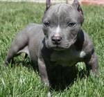 Pit Bull - Blue Pitbull Puppies - Female and male