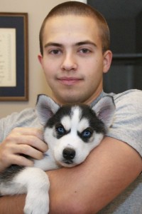 Potty Trained  Blues Eyes Siberian Husky Puppies