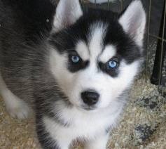 Cuties Siberian Husky Puppies For New Homes .