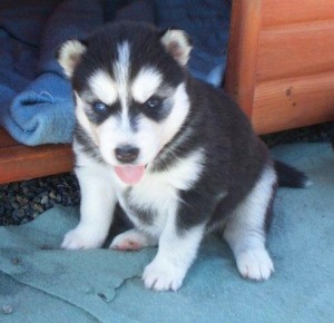 male and female siberian husky puppies ready for a new home///