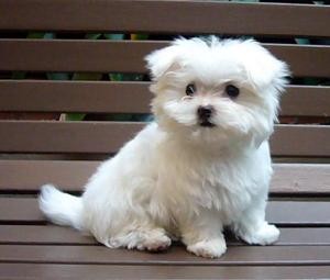cute Teacup Maltese puppies for adoption.