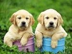 Labrador Retriever Puppies for Adoption