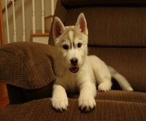 Excellent Male and Female Siberian Husky puppies for adoption