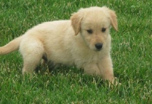 Healthy and Strong Male and Female Golden Retriever Puppies looking for a new home