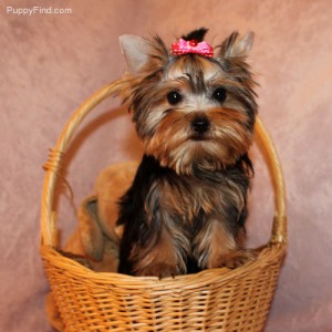 adorable and gorgeous yorkie puppy puppy for adoption