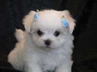 Lovely teacup maltese puppies for good homes