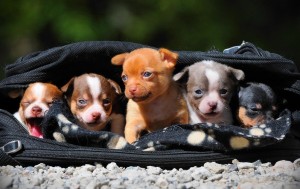 Well Trained  chihuahua  Puppies For Adoption