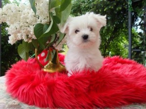 attractive maltese puppies for caring home