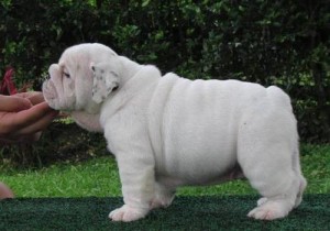 Adorable Male and Female English Bulldog Puppies For Adoption