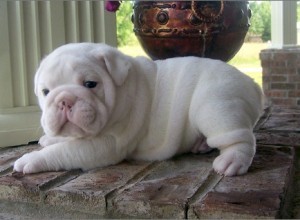 out standing bulldog puppies.