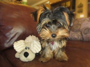 Free Male and Female Teacup Yorkie Puppies For Adoption