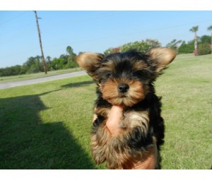 TEACUP, TINY TOY BREEDS YORKIE PUPPIES FOR ADOPTION