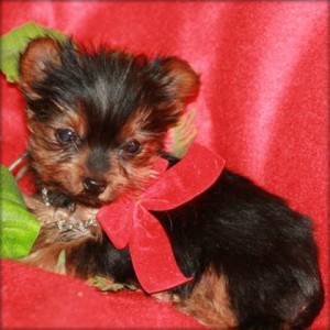 Super teacup yorkie puppies for rehoming ... for them