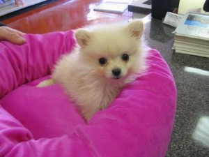 Adorable Teacup Pomeranian