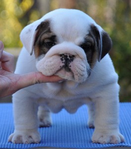 Adorable English Bulldog Puppies