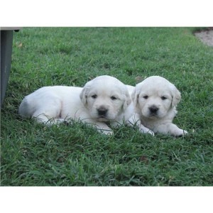 Home raised golden retriever puppies for adoption