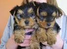 (Wonderful Yorkie Puppies For Adoption - 11 Weeks Old )