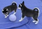 CHARMING AND AMAZING SIBERIAN HUSKY  PUPPIES FOR NEW FAMILY HOME ADOPTION