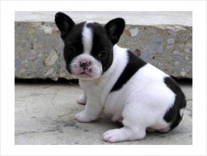 Valentine French Bulldog Puppies Ready!!!