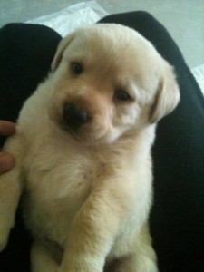 Labrador Pups at Masskennel