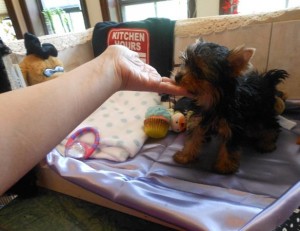 Well Trained Teacup Yorkie Pups