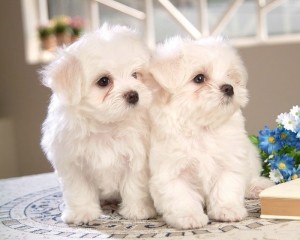 ADORABLE MALTESE PUPPIES FOR ADOPTION