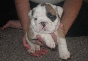 Cute and lovely English Bulldog Puppies For good and beautiful homes