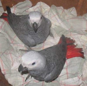 african grey parrots