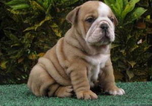 Cute and Lovely English Bulldog Puppies Adoption