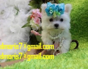 hook's outstanding Maltese puppies for good homes