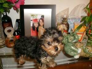 Adorable Male and Female Yorkshire Terrier Puppies For Adoption..