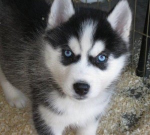 Adorable Male and female Siberian Husky puppies