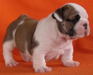 Outstanding Male and Female English Bulldog puppies